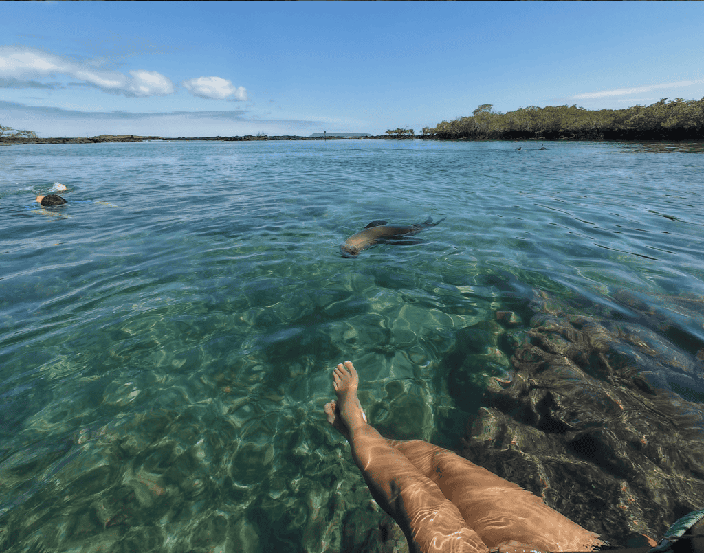 Girl's legs resting in concha de perla's wooden deck and sea lion swimming towards it.